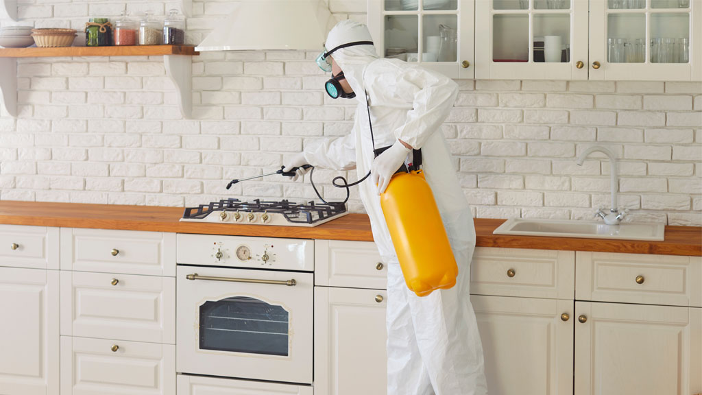 Application de gel anti-cafards dans un angle de meuble cuisine